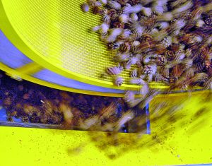 Cone and Seed Handling
