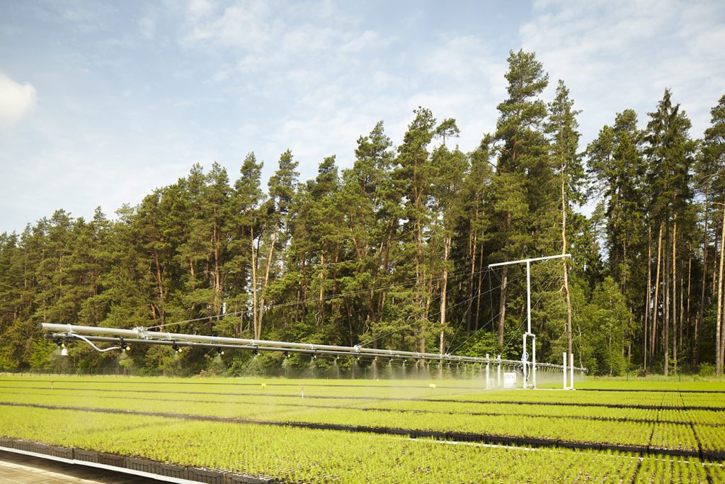 What Is the Best Tree for Carbon Sequestration?