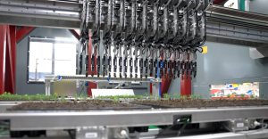 Transplanting & Sorting